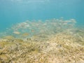 Underwater image Las Rotas nature reserve Denia Alicante Spain