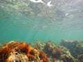 Underwater image Las Rotas nature reserve Denia Alicante Spain