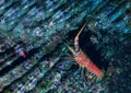 Underwater image of Lobster in Pacific ocean Royalty Free Stock Photo
