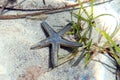 Underwater image of Mediterranean sand sea-star Royalty Free Stock Photo