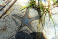 Underwater image of Mediterranean sand sea-star Royalty Free Stock Photo