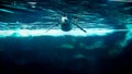 Underwater image of penguin swimming near the big iceberg in cold ocean water