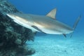 Underwater image of reef shark with fishhook