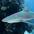 Underwater image of reef shark with fishhook