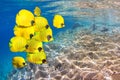 Underwater image with School of Masked Butterfly.