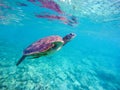 Underwater image of sea tortoise for banner template with text place Royalty Free Stock Photo
