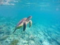 Underwater image with sea tortoise Royalty Free Stock Photo