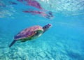 Underwater image of sea turtle for banner template with text place Royalty Free Stock Photo