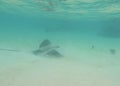 Underwater image of stingray in Raiatea, French Polynesia on ocean floor