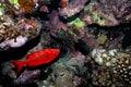 Underwater image of tropical fish