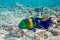 Underwater image of tropical fish