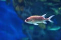 Underwater image of tropical fish Royalty Free Stock Photo