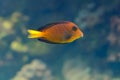 Underwater image of tropical fish Royalty Free Stock Photo