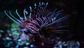 Underwater image of tropical fish , saltwater aquarium