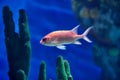 Underwater image of tropical fish Royalty Free Stock Photo