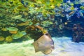 Underwater image of many tropical fish and stingray swimming