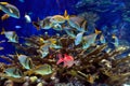 Underwater image of tropical fishes Royalty Free Stock Photo
