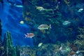 Underwater image of tropical fishes Royalty Free Stock Photo