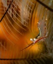 Underwater images from the reefs around the Philippines area of Anilao