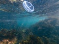 Underwater jellyfish in the blue water of the sea with fish and sunlight