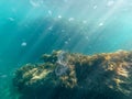 Underwater jellyfish underwater sea sunlight blue and coral