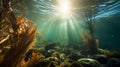 underwater kelp forest in california with sunlight Royalty Free Stock Photo