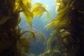 Underwater kelp forest,catalina island,california Royalty Free Stock Photo