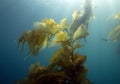 Underwater kelp forest,catalina island,california Royalty Free Stock Photo