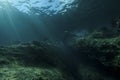 Underwater landscape scene