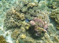 Underwater landscape with blue starfish in grey corals. Star fish on sea bottom