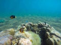 Underwater landscape with clown fish in actinia. Clownfish undersea photo. Royalty Free Stock Photo