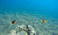 Underwater landscape with clown fish. Clownfish undersea photo. Royalty Free Stock Photo