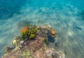 Underwater landscape with Clownfish and young coral reef. Tropical seashore underwater photo Royalty Free Stock Photo