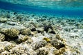 Underwater landscape of the coral bottom