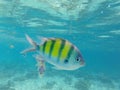 Underwater landscape with coral fishes. Single dascillus fish closeup Royalty Free Stock Photo