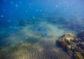 Underwater landscape with coral reef and blue tropical fishes. Coral on sand bottom. Royalty Free Stock Photo