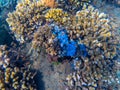 Underwater landscape with coral reef and fishes. Coral diversity top view photo. Blue and yellow coral formation Royalty Free Stock Photo