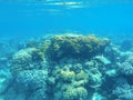 Underwater landscape with coral reef formation. Tropical sea lagoon with diverse corals. Royalty Free Stock Photo