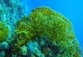 Underwater landscape, coral reef with many tropical fish of different species against