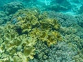 Underwater landscape with coral reef relief. Tropical sea lagoon with diverse corals. Royalty Free Stock Photo