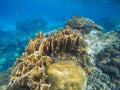 Underwater landscape with coral reef relief. Tropical sea lagoon with diverse corals. Royalty Free Stock Photo