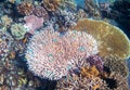 Underwater landscape with coral reef and tropical fish. Pink coral undersea photo. Royalty Free Stock Photo