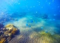 Underwater landscape with coral reef under sunlight. Young coral formation with fishes. Royalty Free Stock Photo