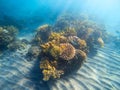 Underwater landscape with coral reef under sunlight. Young coral formation with seaweed. Royalty Free Stock Photo