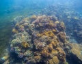 Underwater landscape with coral reef. Yellow coral with seaweed.