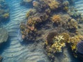 Underwater landscape with coral reef. Young coral formation with seaweed. Royalty Free Stock Photo