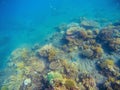 Underwater landscape with coral reef. Young coral formation with seaweed. Royalty Free Stock Photo