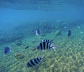 Underwater landscape with exotic fish Dascillus. Blue seawater and sand seabottom. Royalty Free Stock Photo