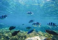 Underwater landscape with exotic fish Dascillus in blue seawater undersea photo.