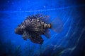 Underwater Landscape with Fishes in oceanarium